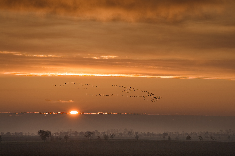 Sunrise with migratory birds